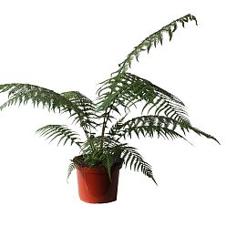 Lush Soft Tree Fern Dicksonia antarctica Tall Indoor House Plants Trees