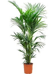 Lush Sentry Palm Kentia (Howea) forsteriana Indoor House Plants