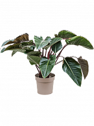 Lush Heart-Leaf Philodendron 'Red Beauty' Indoor House Plants