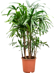Tropical Lady Palm Rhapis excelsa Indoor House Plants