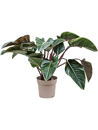 Lush Heart-Leaf Philodendron 'Red Beauty' Indoor House Plants