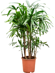 Tropical Lady Palm Rhapis excelsa Indoor House Plants