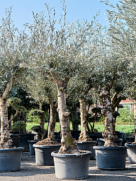 Showy Olive Olea europaea