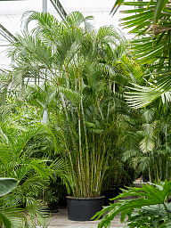 Lush Areca Palm Dypsis (Areca) lutescens Indoor House Plants