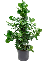 Lush Autograph Tree Clusia rosea Indoor House Plants