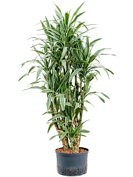Insta-friendly Dracaena deremensis 'Warneckei' Tall Indoor House Plants Trees