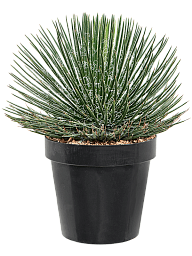 Easy-Care Twin Flowered Century Plant Agave geminiflora Indoor House Plants
