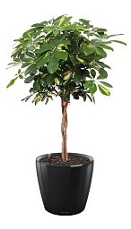 Schefflera Arboricola Gold Capella in LECHUZA CLASSICO LS Self-watering Planter, Total Height 140 cm