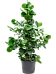 Lush Autograph Tree Clusia rosea Indoor House Plants