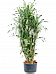 Insta-friendly Dracaena deremensis 'Warneckei' Tall Indoor House Plants Trees
