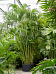 Lush Areca Palm Dypsis (Areca) lutescens Indoor House Plants
