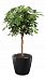 Schefflera Arboricola Gold Capella in LECHUZA CLASSICO LS Self-watering Planter, Total Height 140 cm