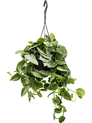 Shade-loving Satin Pothos Scindapsus pictus 'Silvery Ann'' Indoor House Plants