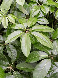 Cheerful Umbrella Tree Schefflera actinophylla 'Amate' Indoor House Plants