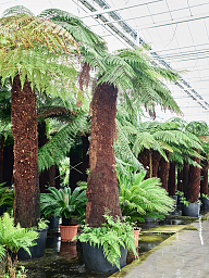 Lush Soft Tree Fern Dicksonia antarctica Tall Indoor House Plants Trees