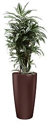 Dracaena Fragrans Warneckii in LECHUZA RONDO Self-watering Planter, Total Height 140 cm