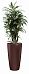 Dracaena Fragrans Warneckii in LECHUZA RONDO Self-watering Planter, Total Height 140 cm