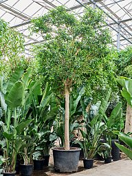 Lush Fig Tree Ficus benjamina 'Exotica' Tall Indoor House Plants Trees