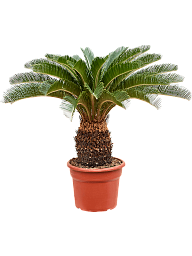 Sago Palm Cycas revoluta