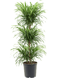 Graceful Pleomele (Dracaena) 'Anita' Tall Indoor House Plants Trees