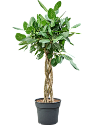 Lush Banyan Fig Ficus benghalensis 'Audrey' Indoor House Plants