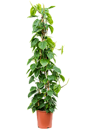 Lush Heart-Leaf Philodendron scandens Indoor House Plants