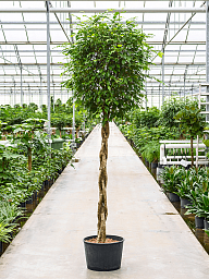 Lush Fig Tree Ficus benjamina 'Exotica' Tall Indoor House Plants Trees