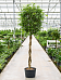 Lush Fig Tree Ficus benjamina 'Exotica' (375-425) Tall Indoor House Plants Trees