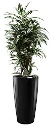 Dracaena Fragrans Warneckii in LECHUZA RONDO Self-watering Planter, Total Height 140 cm