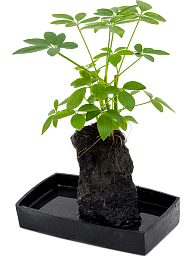 Easy-Care Umbrella Tree Lova schefflera Indoor House Plants