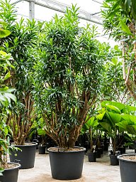 Easy-Care Dragon Tree Pleomele (Dracaena) reflexa Tall Indoor House Plants Trees