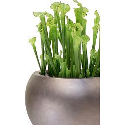 PREMIUM Artificial Flower Plants Sets