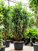 Easy-Care Dragon Tree Pleomele (Dracaena) reflexa Tall Indoor House Plants Trees