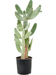 Easy-Care Prickly Pear Cactus Opuntia consolea Indoor House Plants