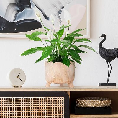 HORTICO GROWER Wooden House Planter with Legs, Indoor Plant Pot Stand with Waterproof Liner