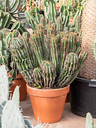 Easy-Care African Milk Tree Euphorbia enopla Indoor House Plants