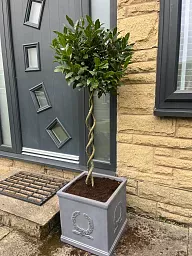 Bay Tree | Laurus nobilis