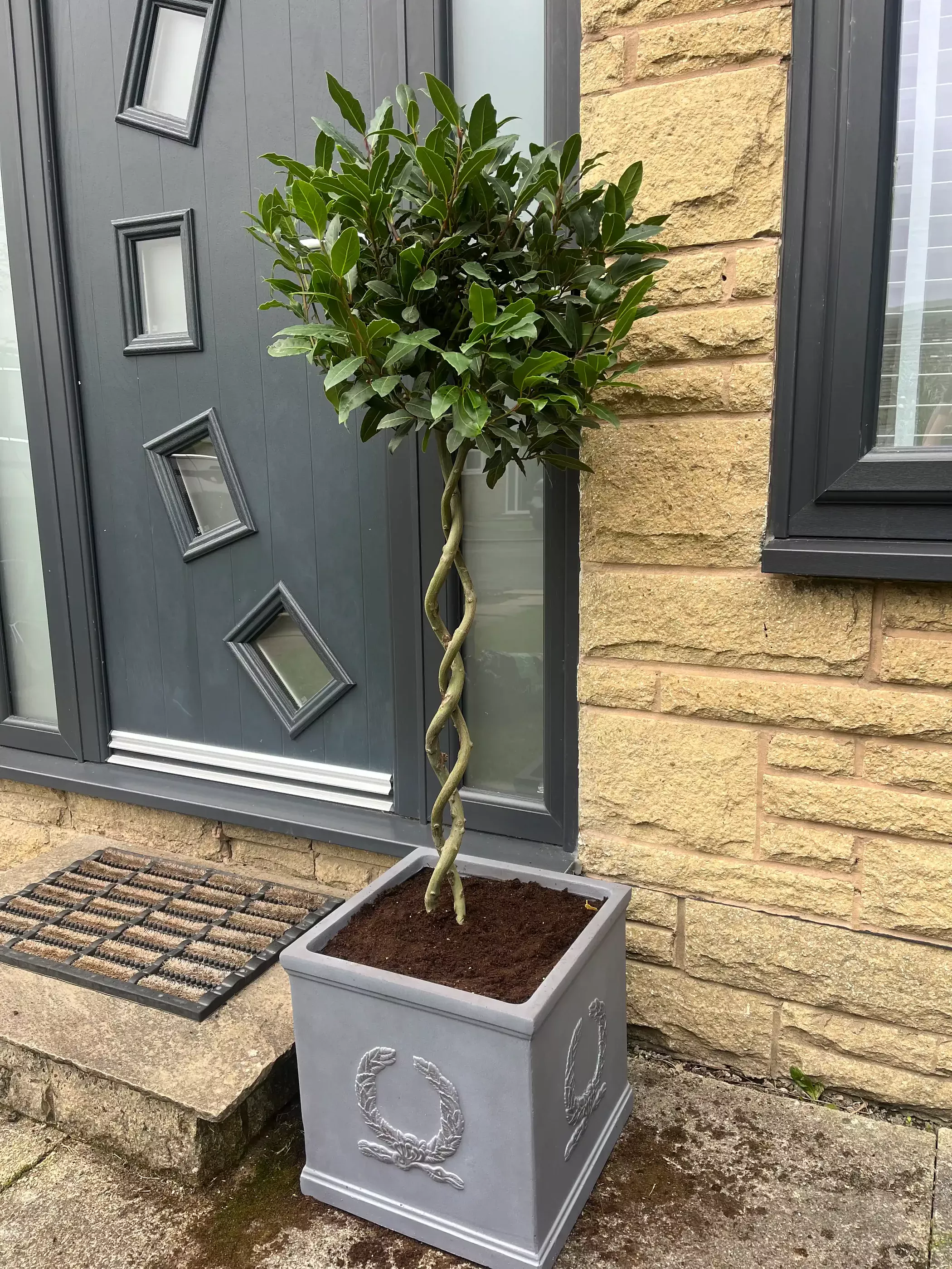 Bay Tree | Laurus nobilis