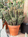 Easy-Care African Milk Tree Euphorbia enopla Indoor House Plants