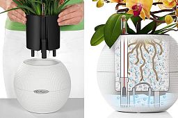 Pachira Aquatica in LECHUZA-PURO Self-watering Planter, Total Height 45 cm