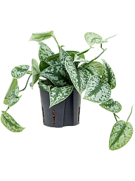 Shade-loving Satin Pothos Scindapsus pictus 'Trebie' Indoor House Plants