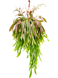 Photogenic Mistletoe Cactus Rhipsalis ramulosa 'Red Coral' Indoor House Plants