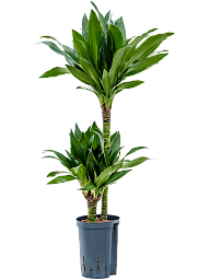 Graceful Corn Plant Dracaena fragrans 'Black jack' Tall Indoor House Plants Trees