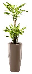 Dracaena Fragrans Mass Coast in LECHUZA RONDO Self-watering Planter, Total Height 140 cm