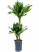 Graceful Corn Plant Dracaena fragrans 'Black jack' Tall Indoor House Plants Trees