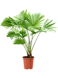 Foot Stool Palm Livistona rotundifolia Indoor House Plants