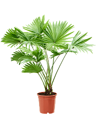 Foot Stool Palm Livistona rotundifolia Indoor House Plants