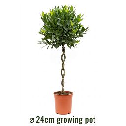 Bay Tree | Laurus nobilis