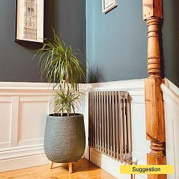Showy Madagascar Dragon Tree Dracaena marginata Tall Indoor House Plants Trees