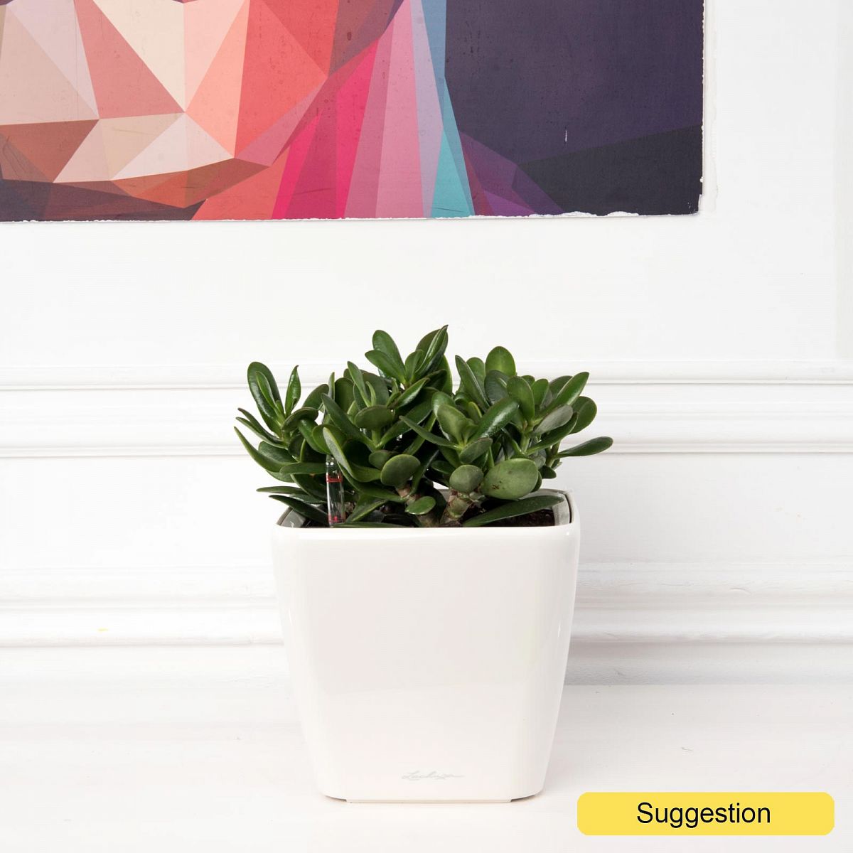 Easy-Care Jade Plant Crassula ovata 'Sunset' Indoor House Plants